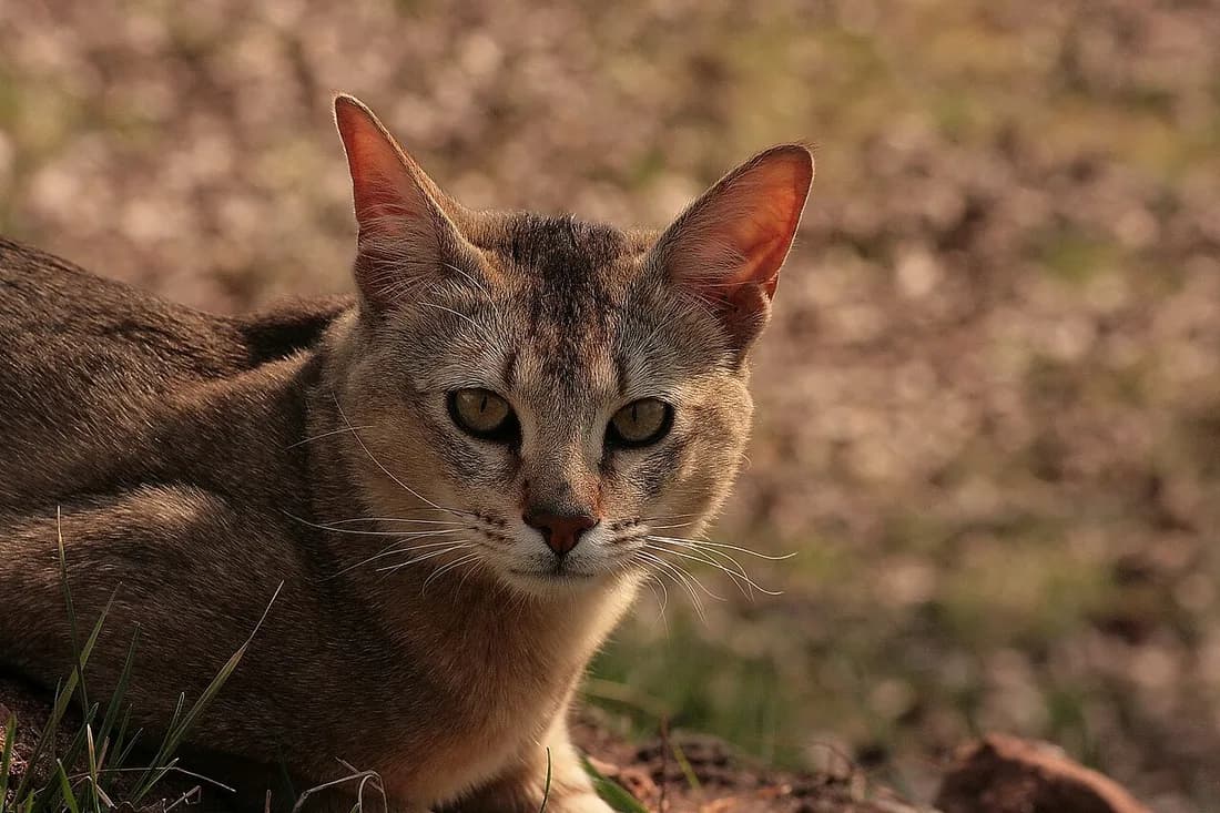 Tabby Chausie crouched in grass, tall ears and long body, alert gaze