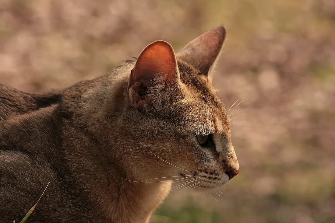 Chausie cat in profile outdoors, backlit tall ears and tabby markings on its wild face