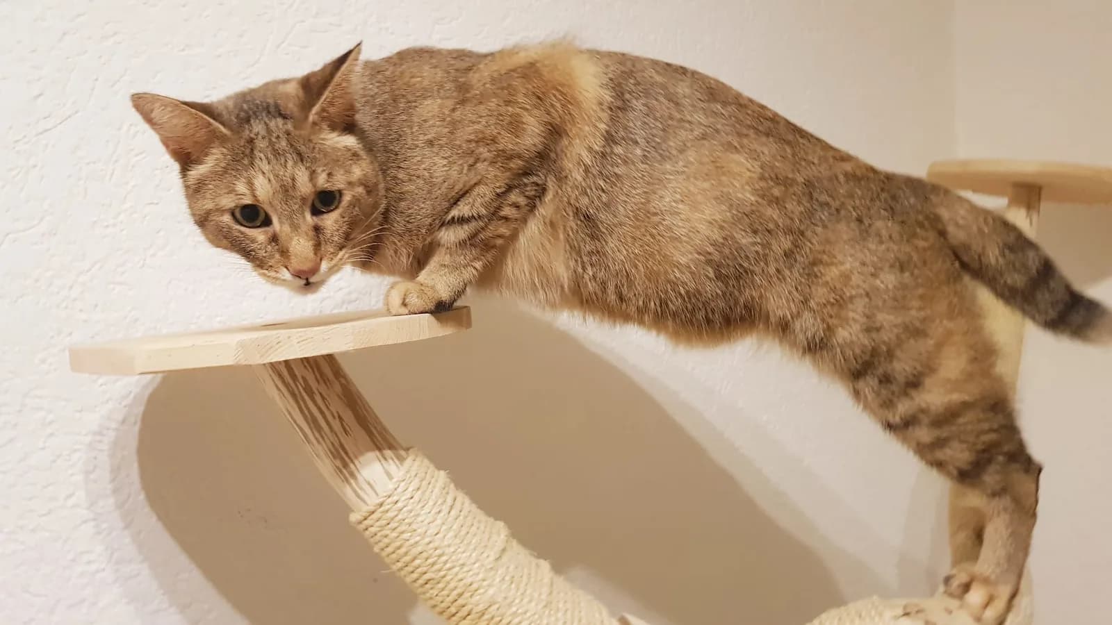 Tabby Chausie stretching across a wall-mounted cat tree, showing its long lean body
