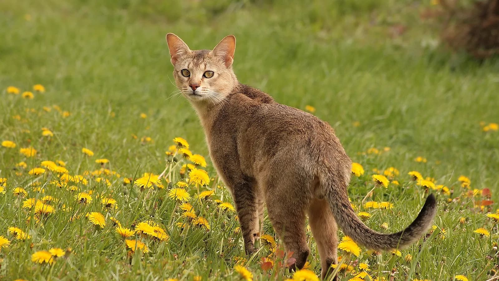 Chausie standing in a meadow, the jungle-cat ancestry that pulls the breed into hybrid-ownership law