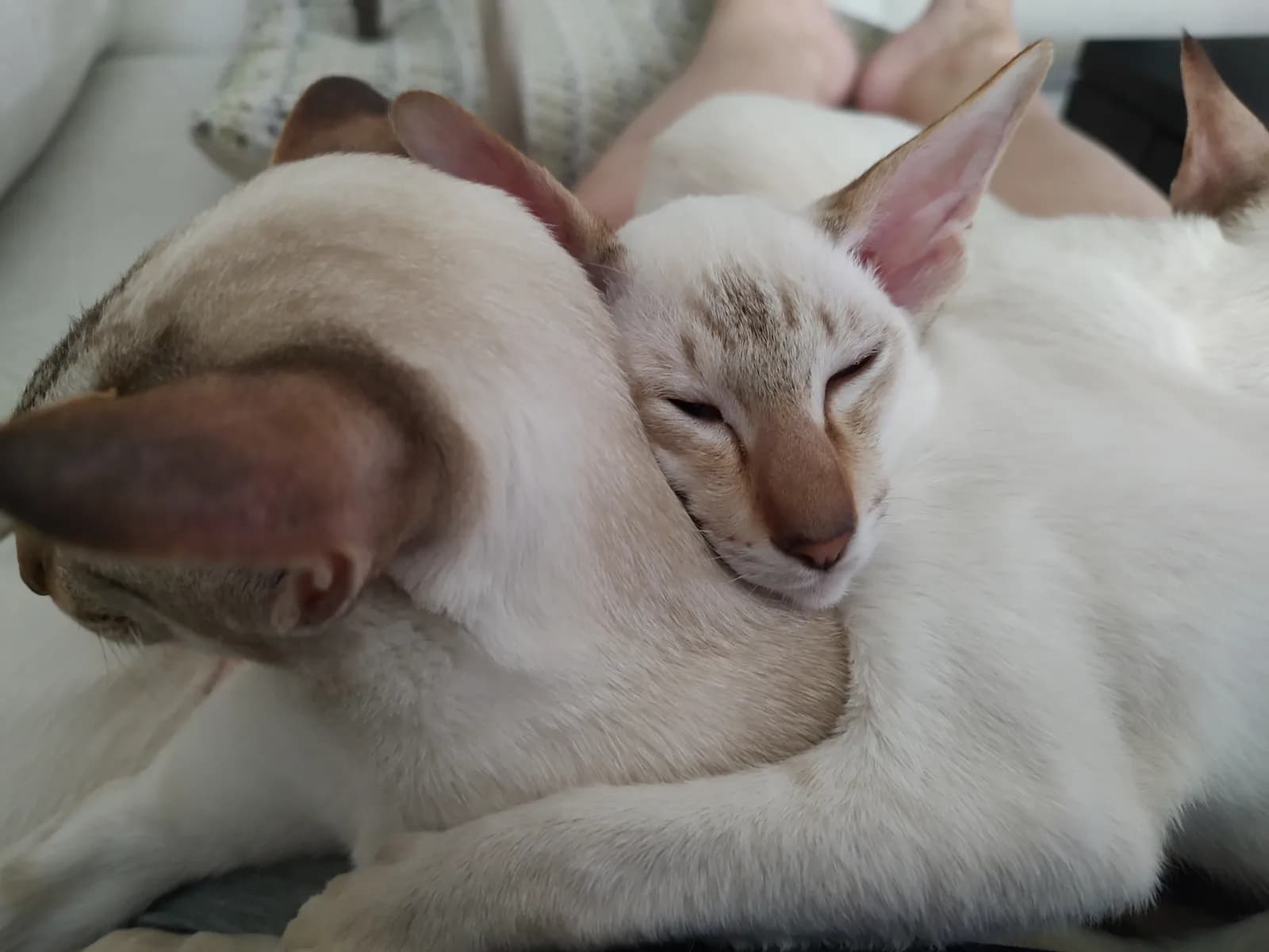 Two chocolate lynx point Colorpoint Shorthairs curled together