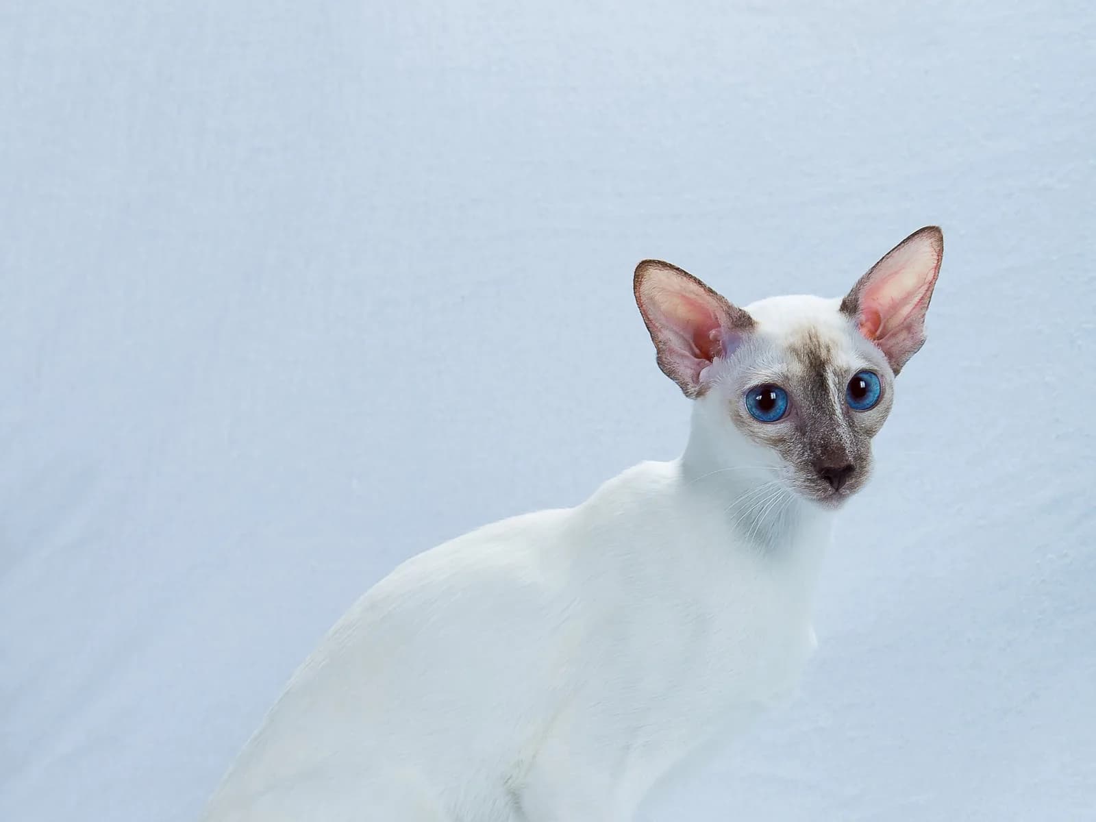 Chocolate tortie point Colorpoint Shorthair with deep blue eyes in a studio portrait
