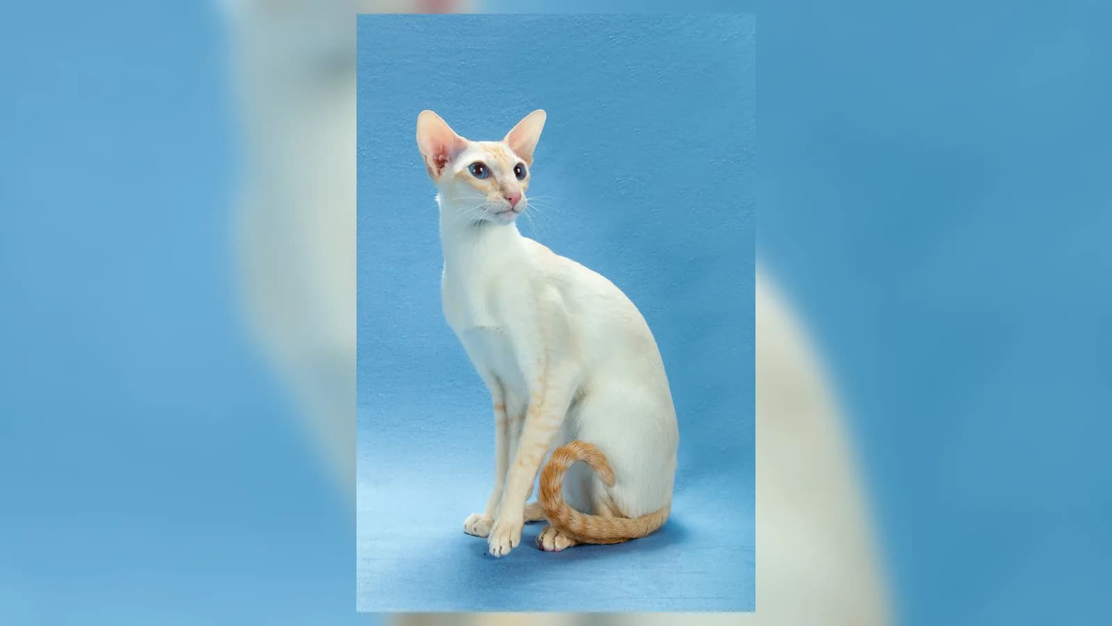 Red point Colorpoint Shorthair seated in a show pose, the founding color of the breed