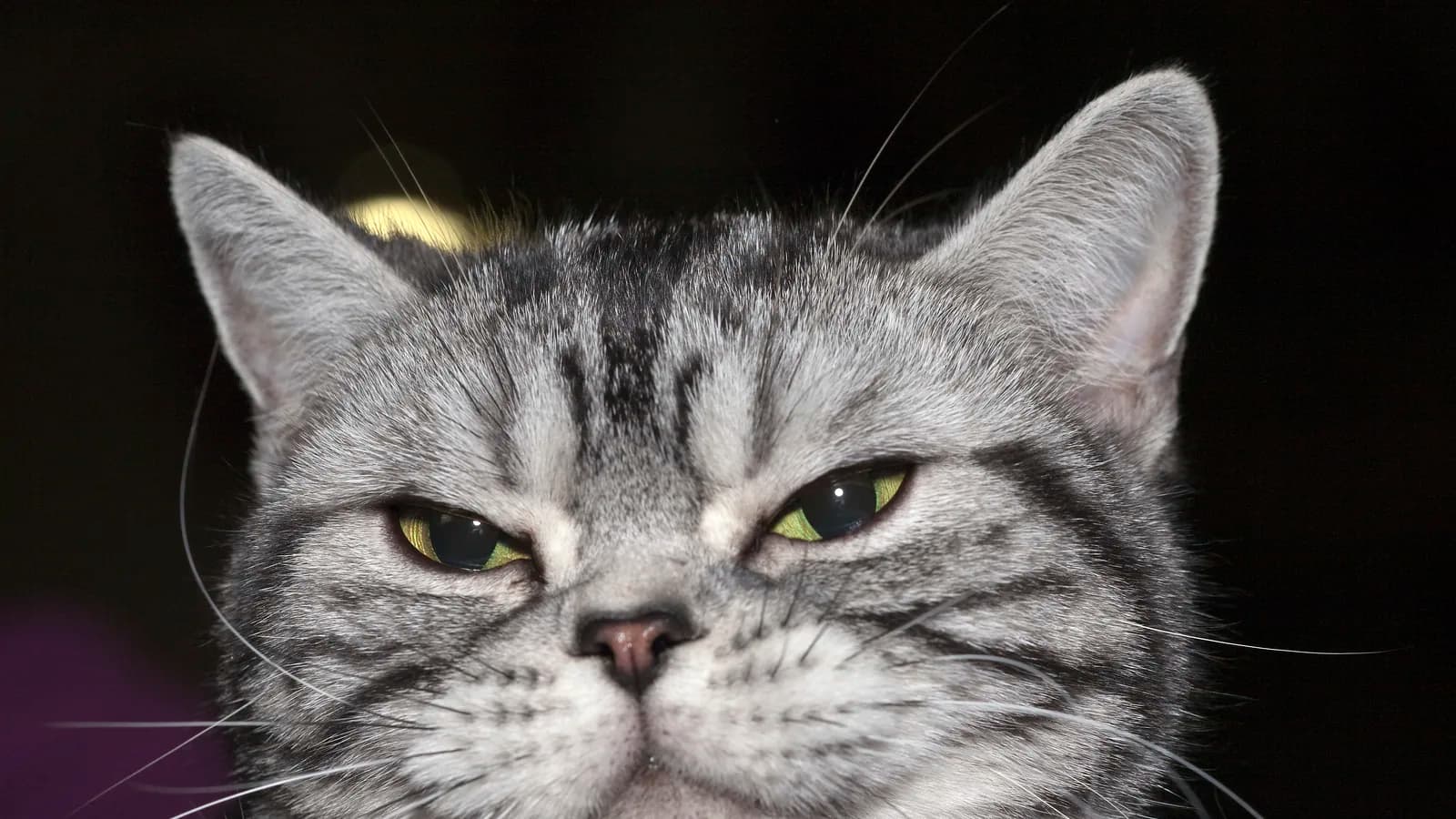 American Shorthair frontal head study: the oval, longer-than-wide face with full cheeks that separates it from the round-headed British Shorthair
