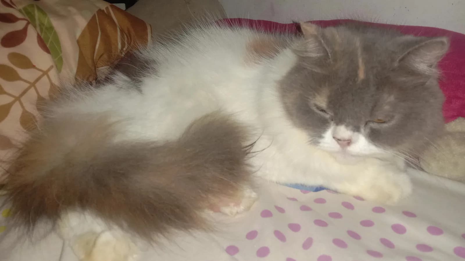 Two Persians dozing on a bed, one half of the fancy's widest temperament gap