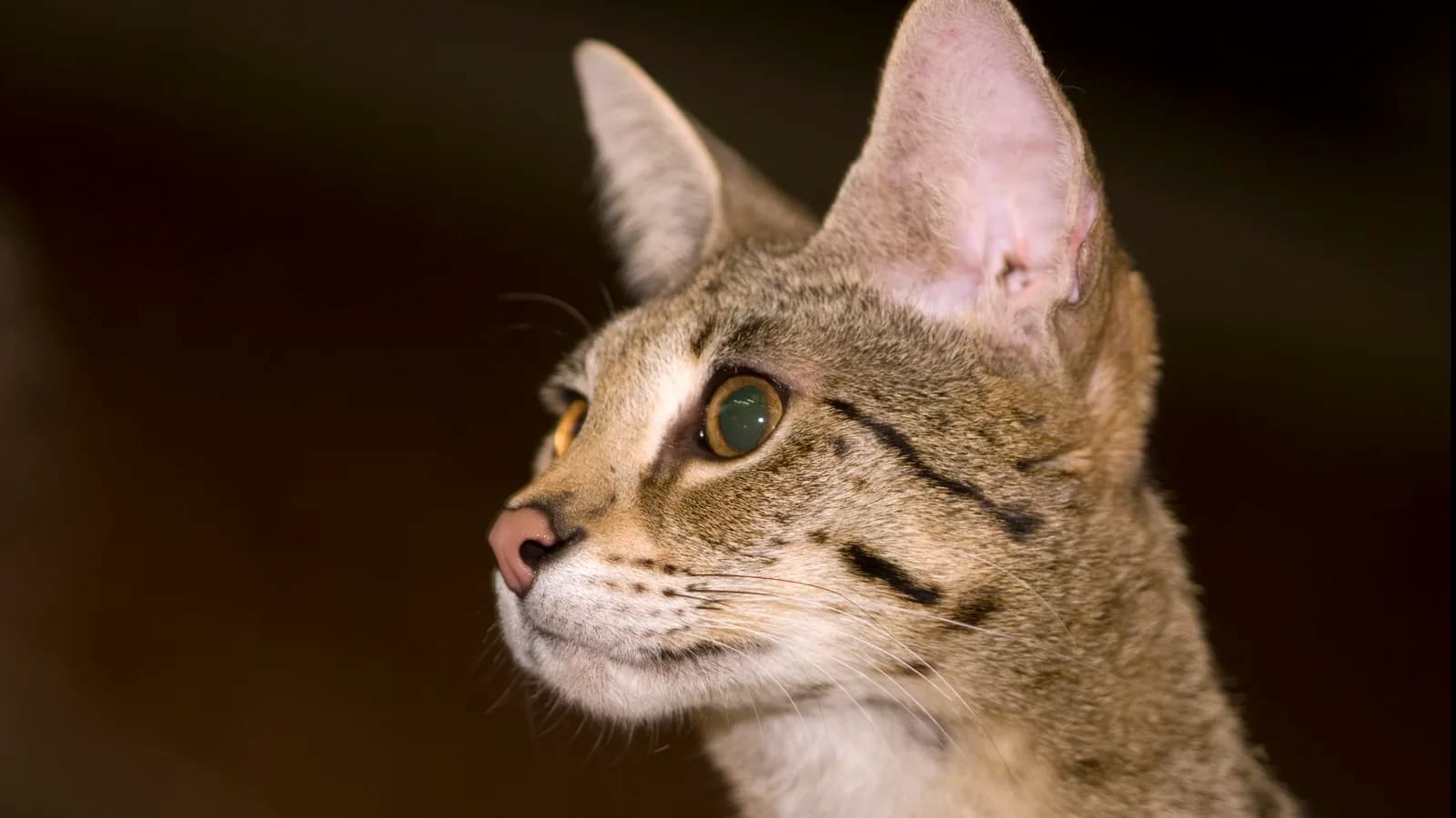 Savannah cat in profile, the long neck and solid spots a Bengal's standard would score against