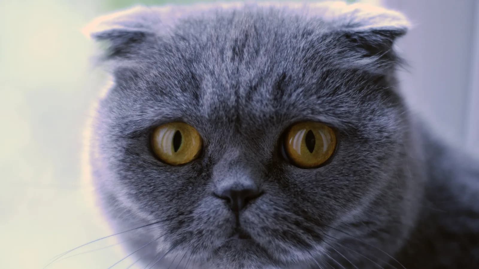 Blue Scottish Fold facing the camera, folded ears and orange eyes