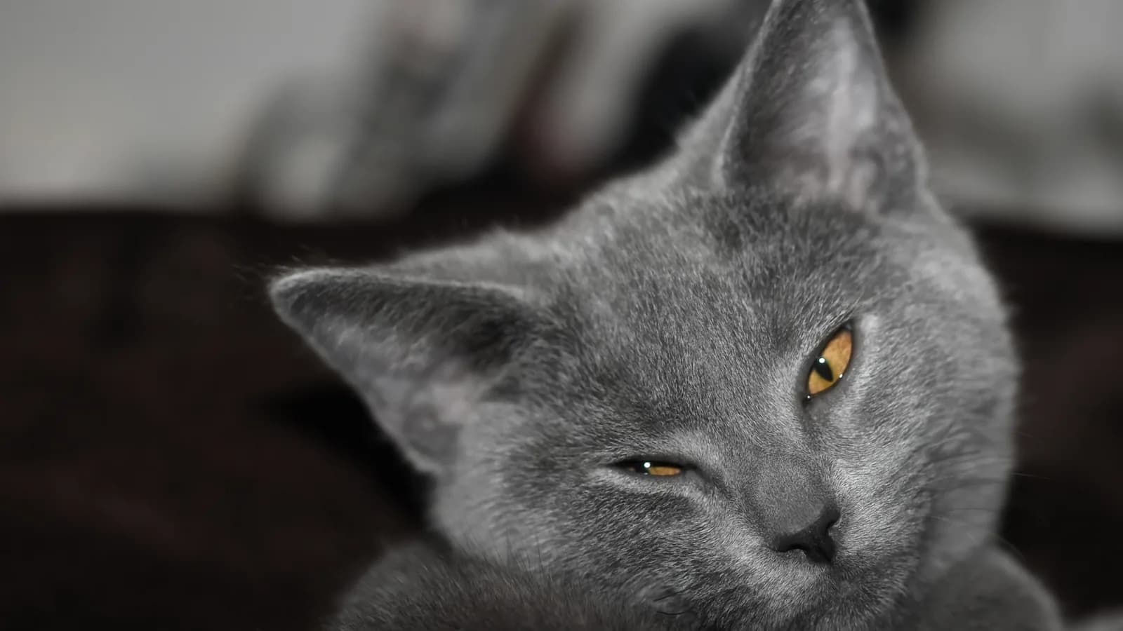 Chartreux head study with copper eyes: the eye color that separates it from the Russian Blue in one glance