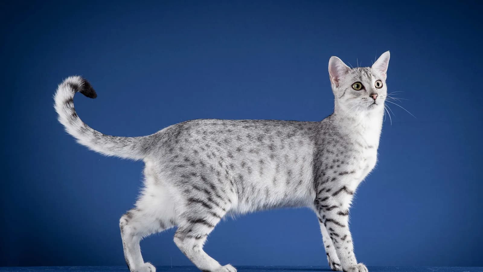 Egyptian Mau standing in full profile, the random single solid spots that separate it from a Bengal's rosettes