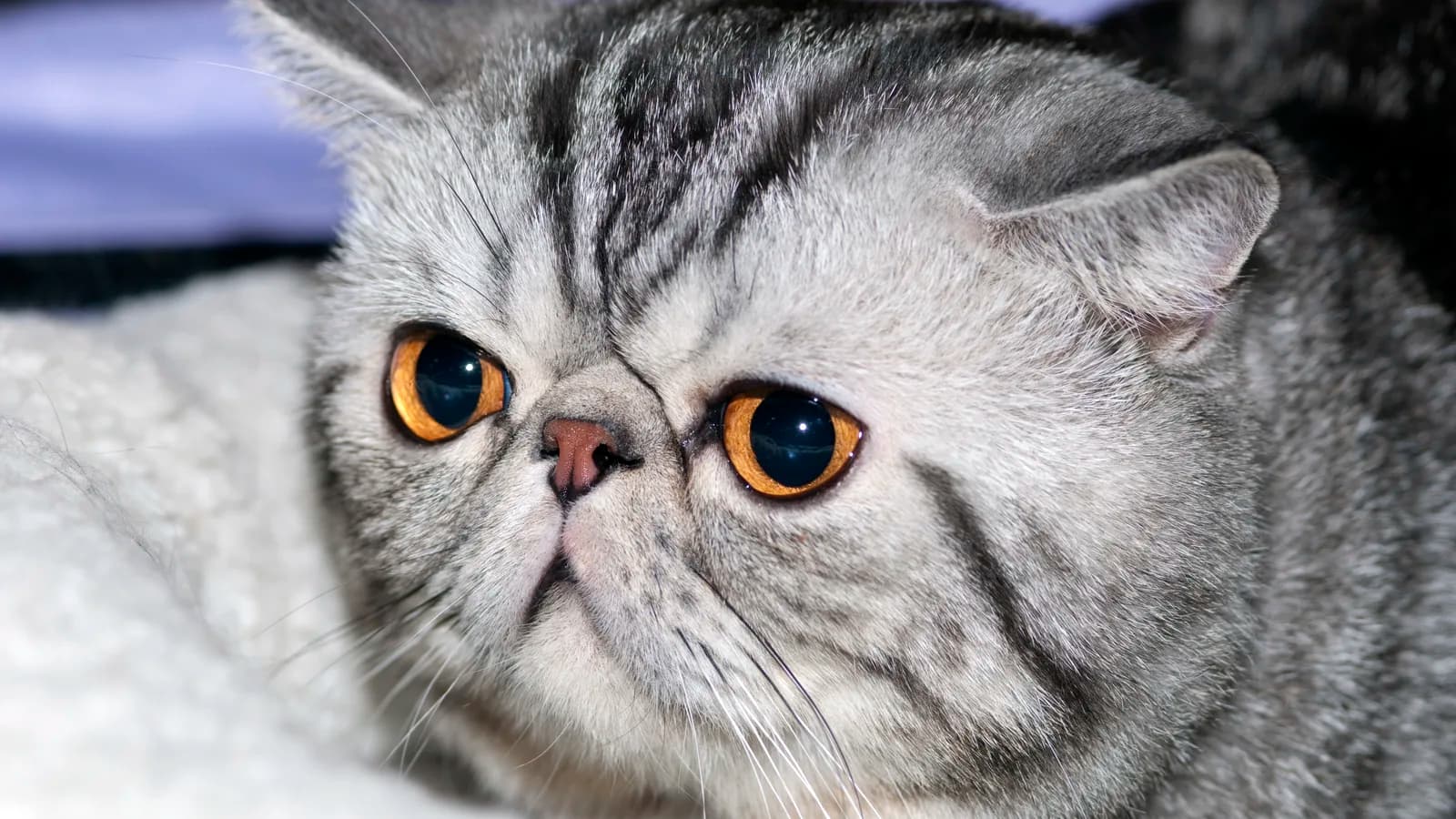 Silver tabby Exotic Shorthair, the flat Persian-type face this comparison is really about