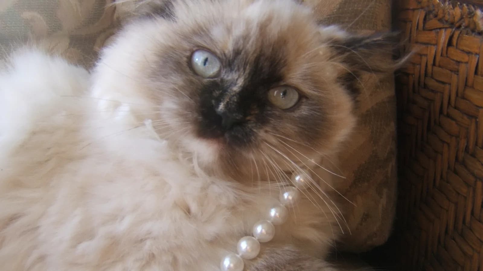 Tortie point Himalayan close up with deep blue eyes, the cat four registries file four ways