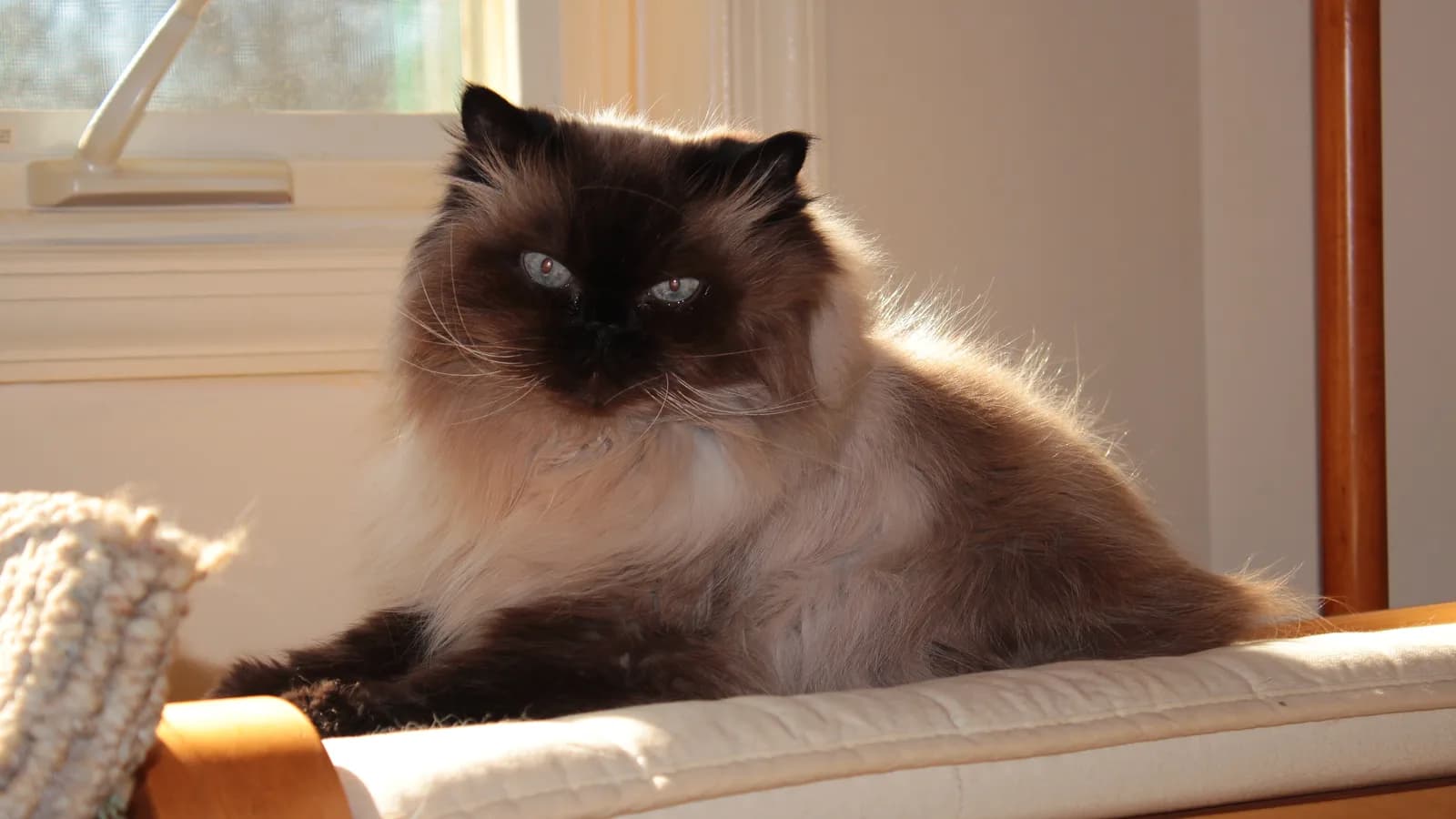 Seal point Himalayan male in a home setting, one half of the pointed-longhair pairing