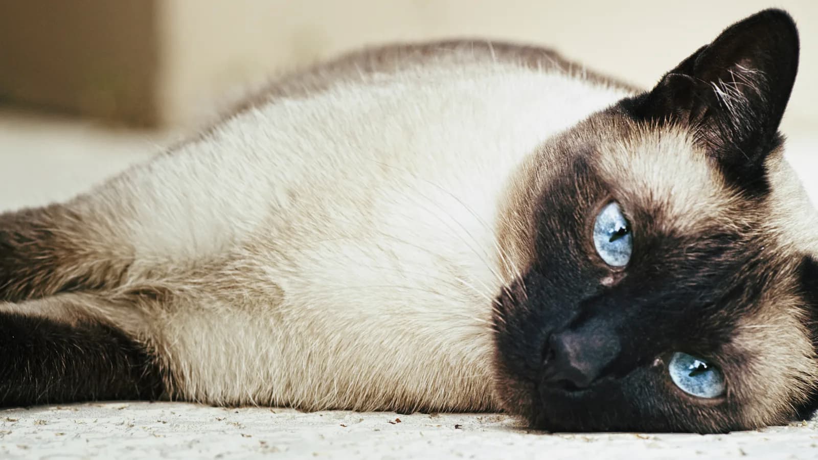 Seal point Siamese lying on carpet, the short-coated half of the shared-gene pair