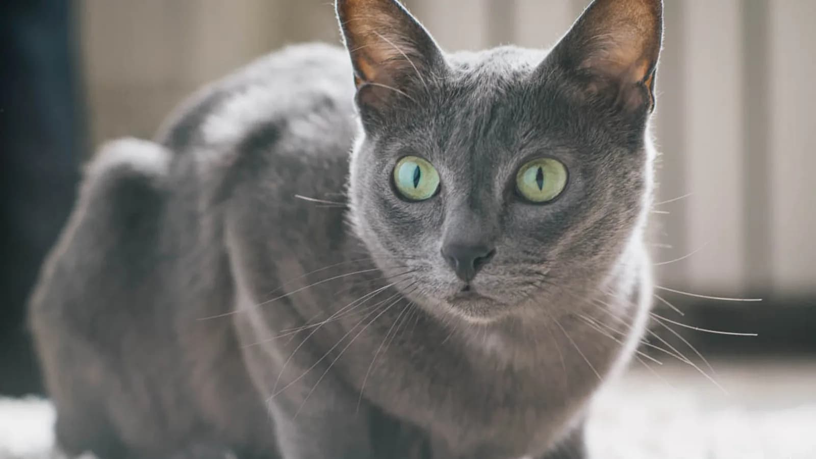 Korat crouching with the heart-shaped head face-on and green eyes: the marker no other grey breed's standard describes