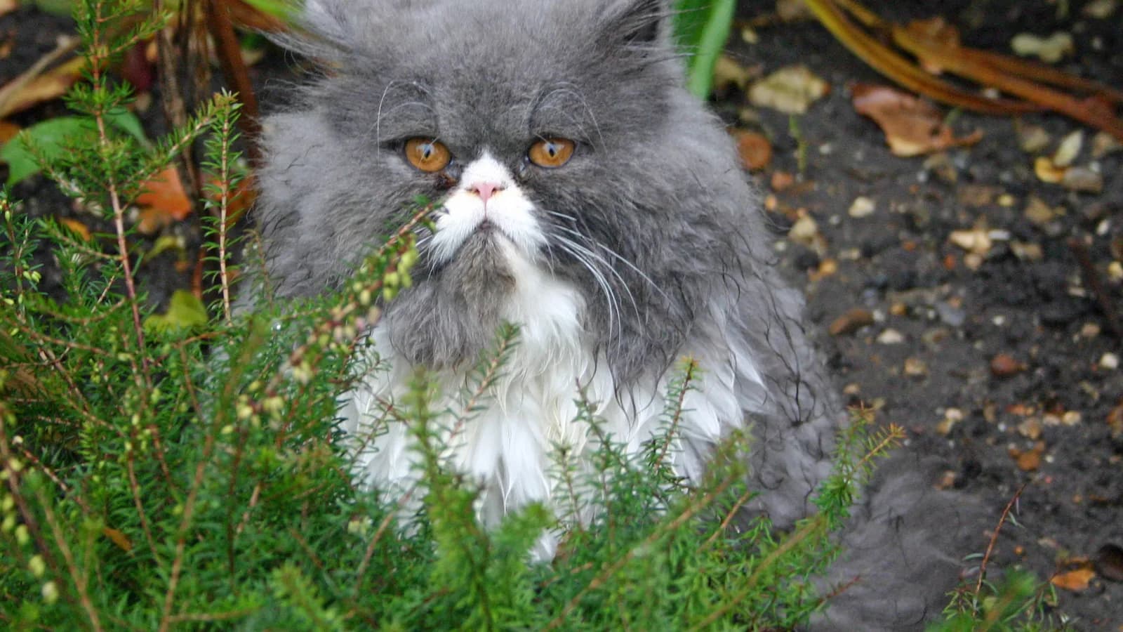 Grey and white Persian sitting compact among garden plants, the cobby build of the comparison