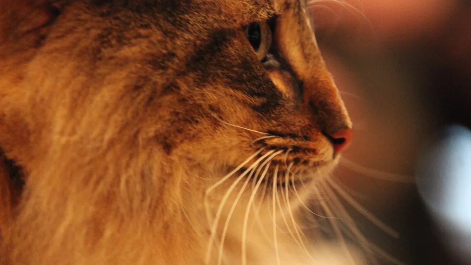 Norwegian Forest Cat in side profile, the straight nose line its standard requires and the Maine Coon's forbids