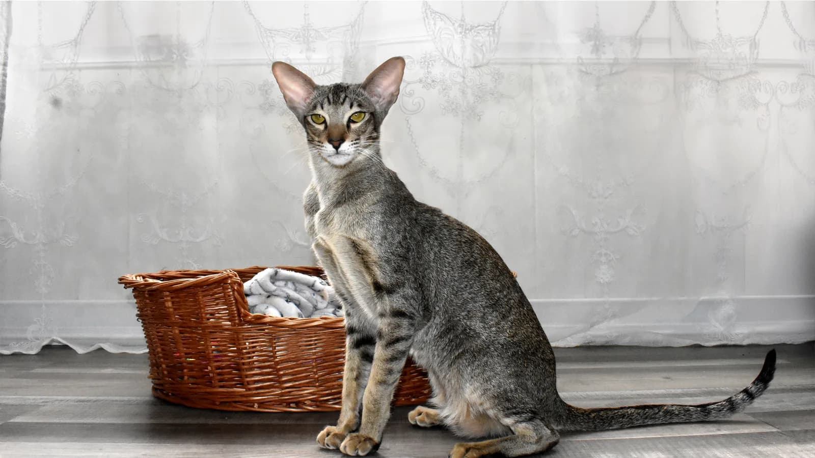 Black spotted tabby Oriental Shorthair sitting upright: the Siamese body plan in a non-pointed coat
