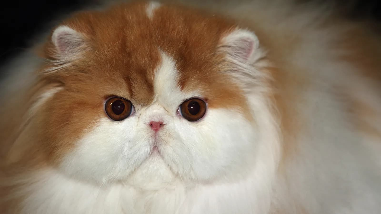 Red and white Persian show cat, the extreme face tier up close: one half of the face-contract-or-size pairing