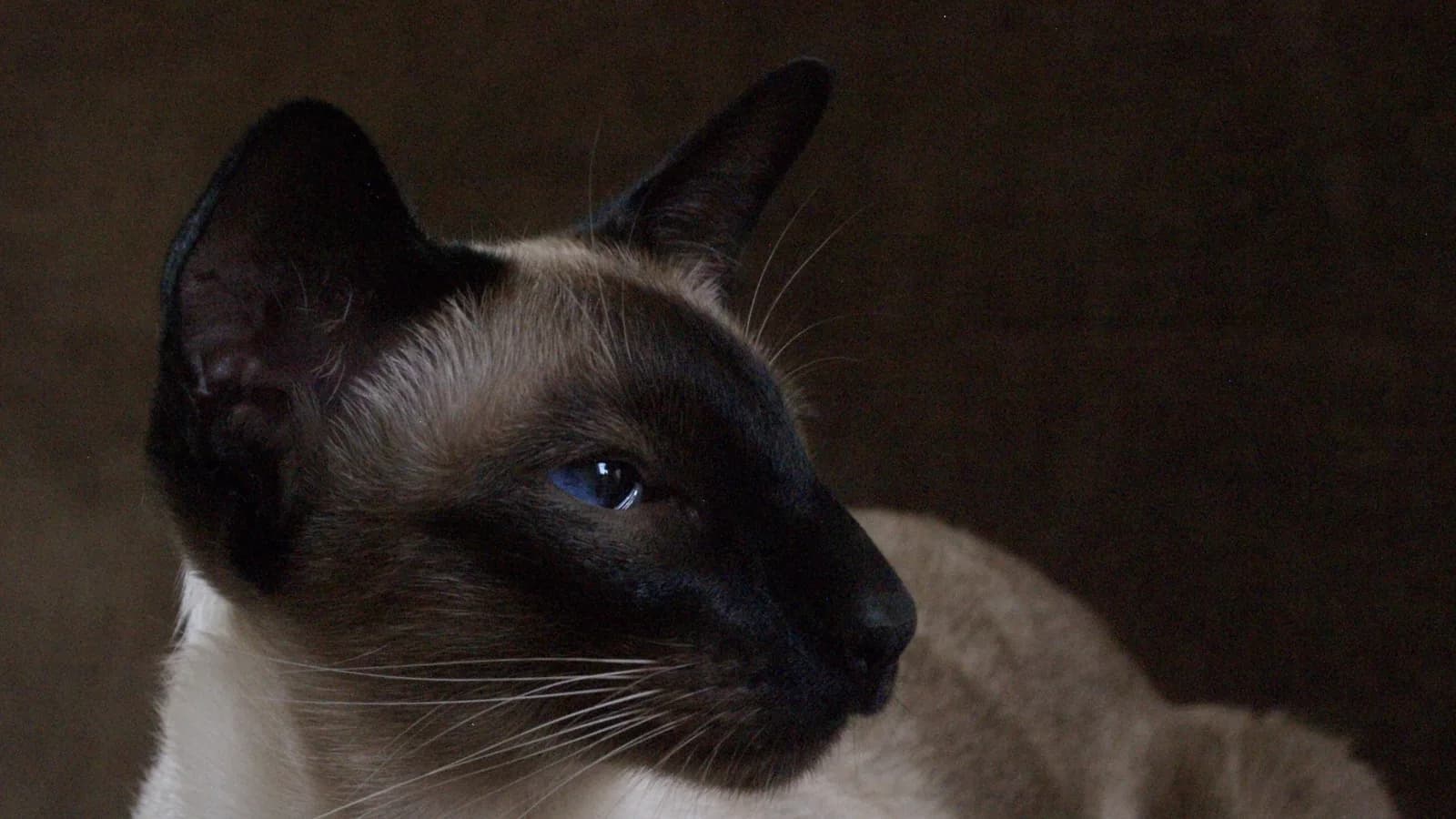 Seal point Siamese in moody profile, one half of the loud-vs-quiet pairing