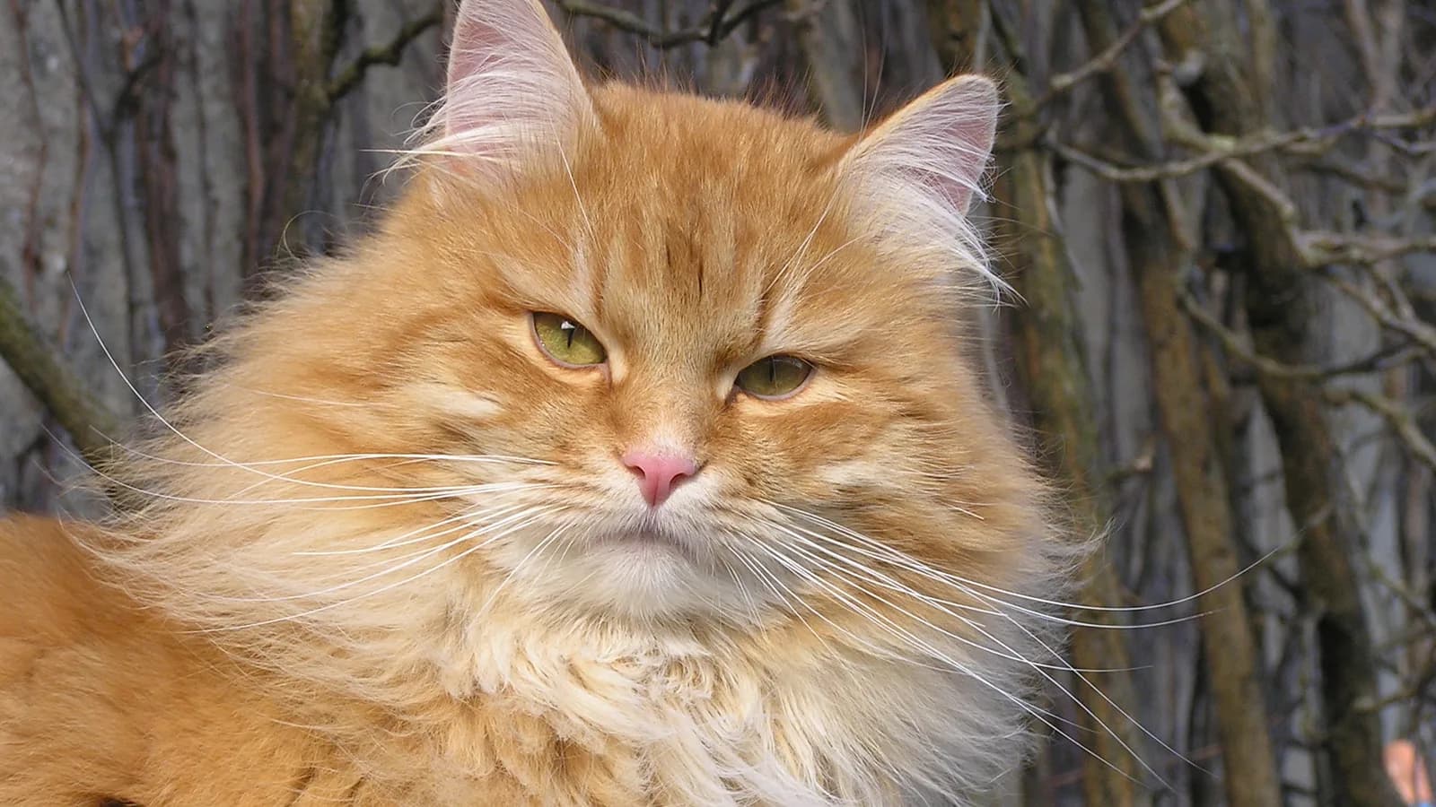 Young male Siberian cat showing the breed's rounded muzzle, the shape that separates it from a Maine Coon