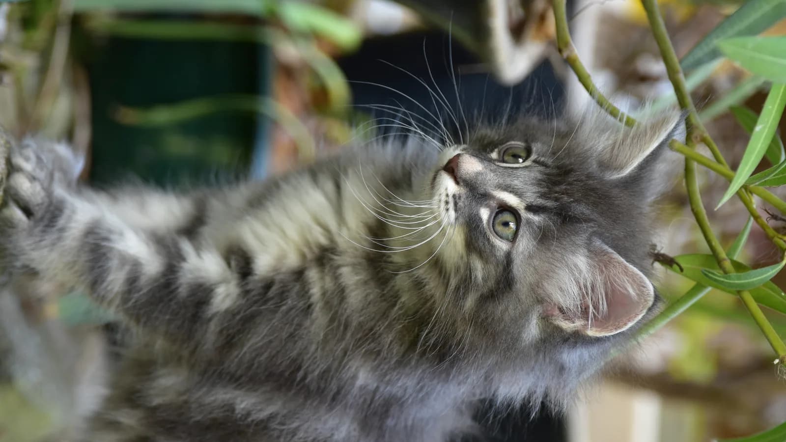 Young silver tabby forest cat reaching up through garden plants, the climbing build both breeds share