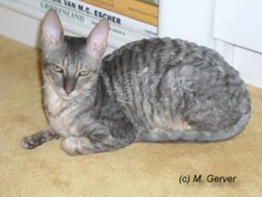 Silver Cornish Rex curled on a sofa, marcel waves visible along the back