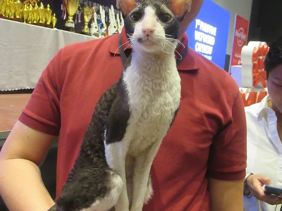 Black-and-white Cornish Rex riding a shoulder at a cat show