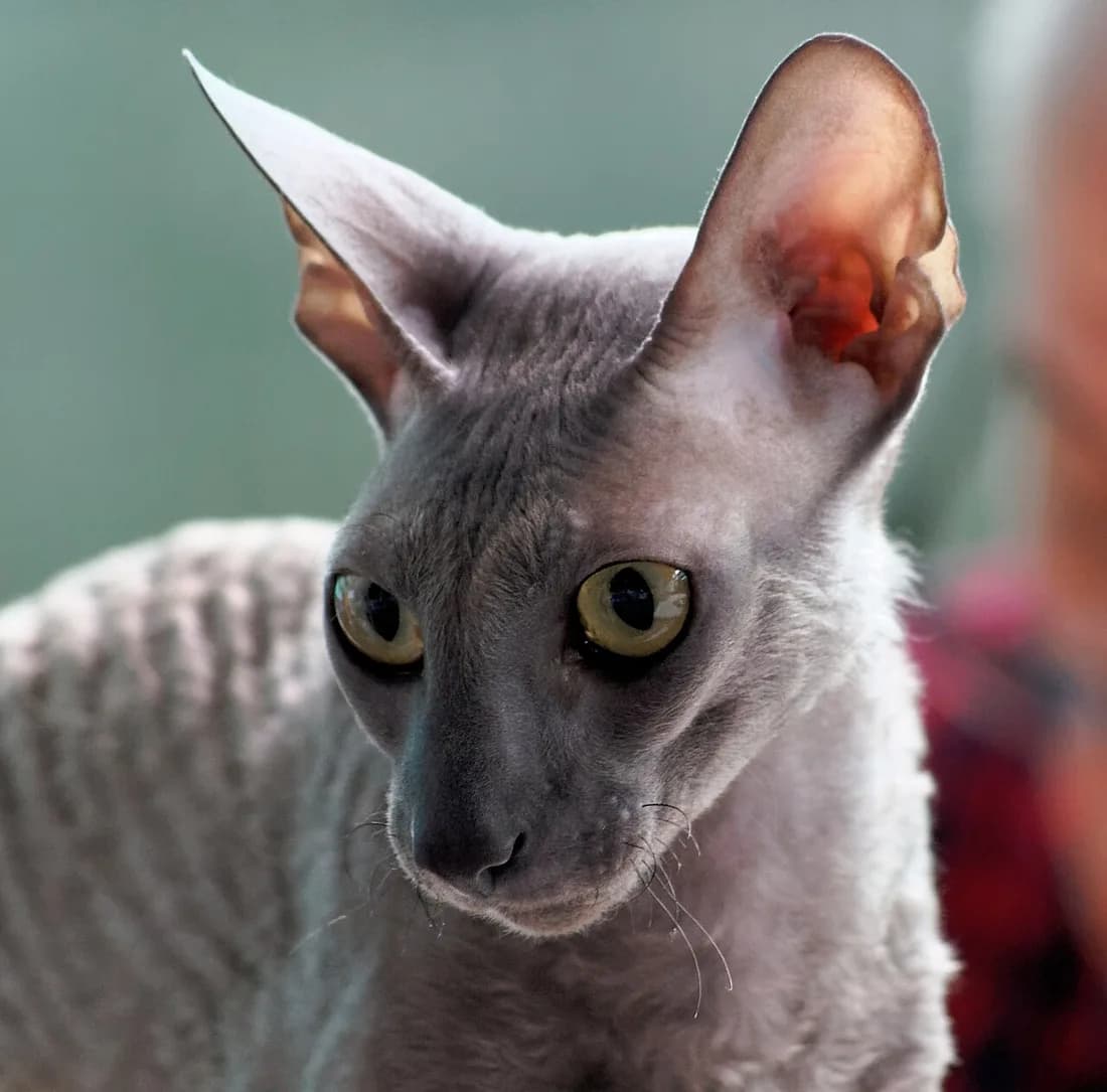 Close portrait of a Cornish Rex, huge high-set ears and the arched profile