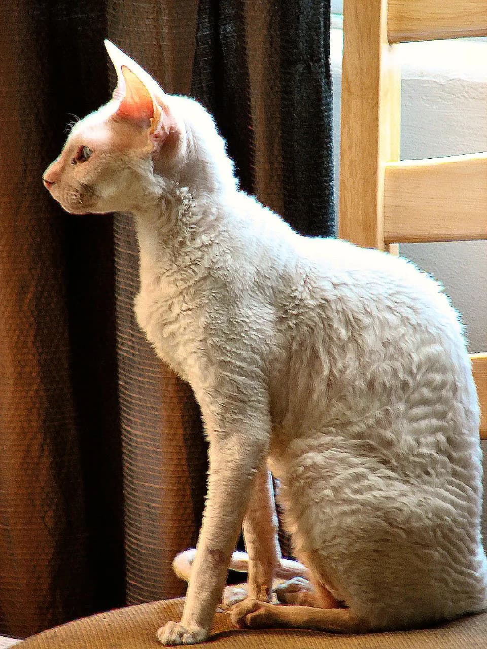 White Cornish Rex sitting in a window, the wave catching the light