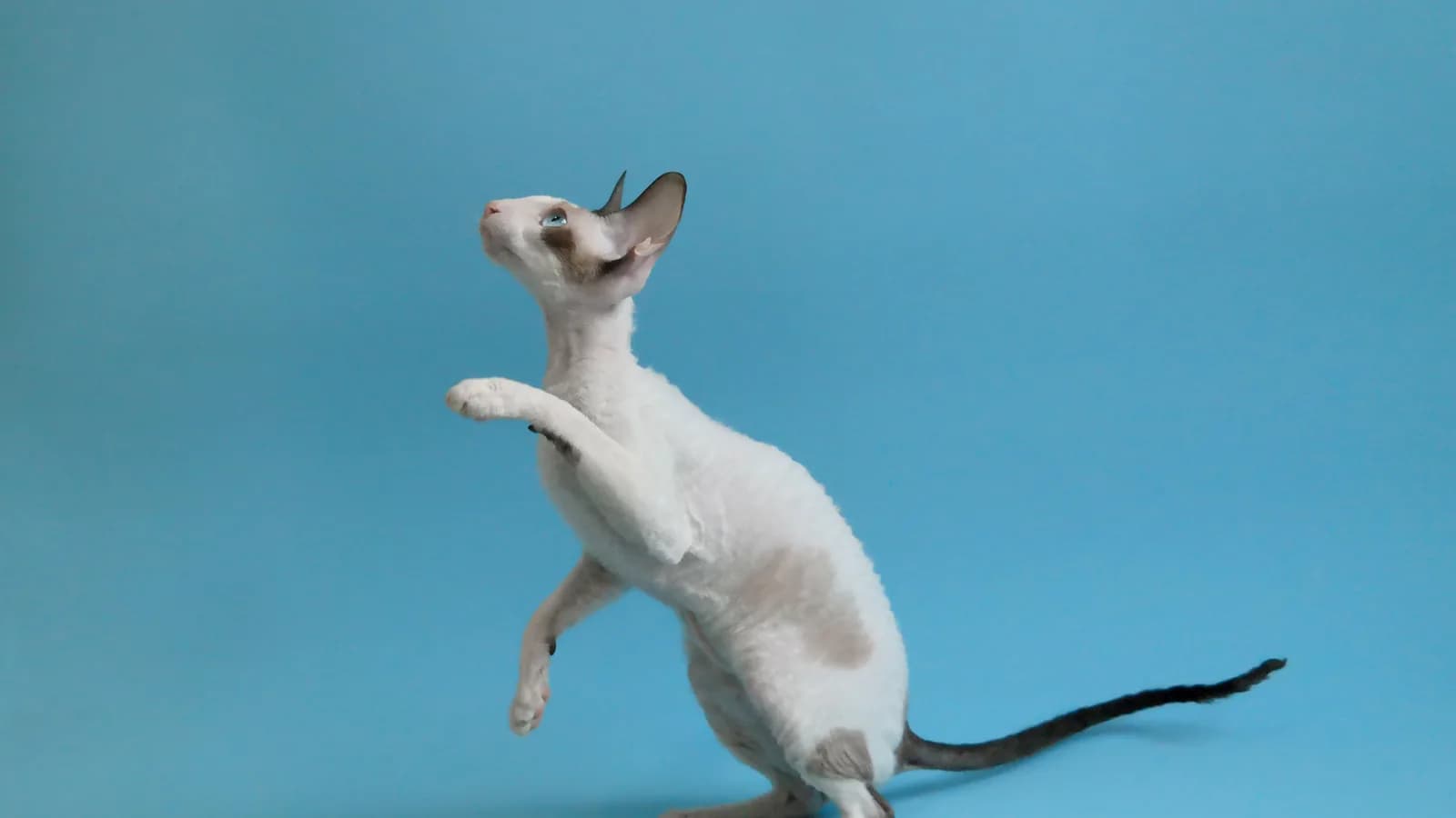 Colourpoint Cornish Rex rearing on its hind legs against a blue backdrop, the fine-boned frame and high-set ears in full view