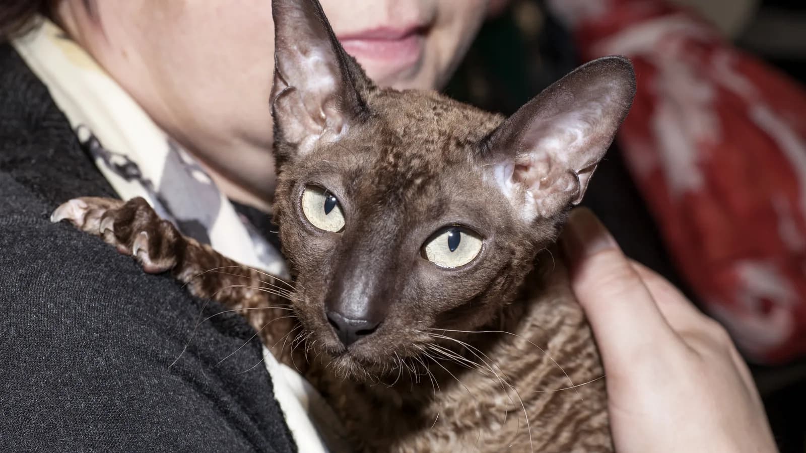 Seal-sepia Cornish Rex held at a cat show, the fine wavy coat this page explains honestly