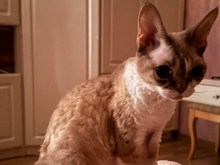 Devon Rex mid-meow