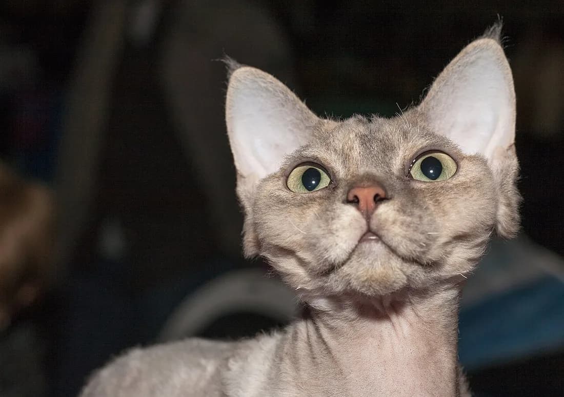 Devon Rex show cat in studio light