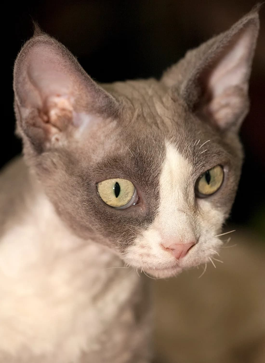 Devon Rex portrait, the oversized ears in full