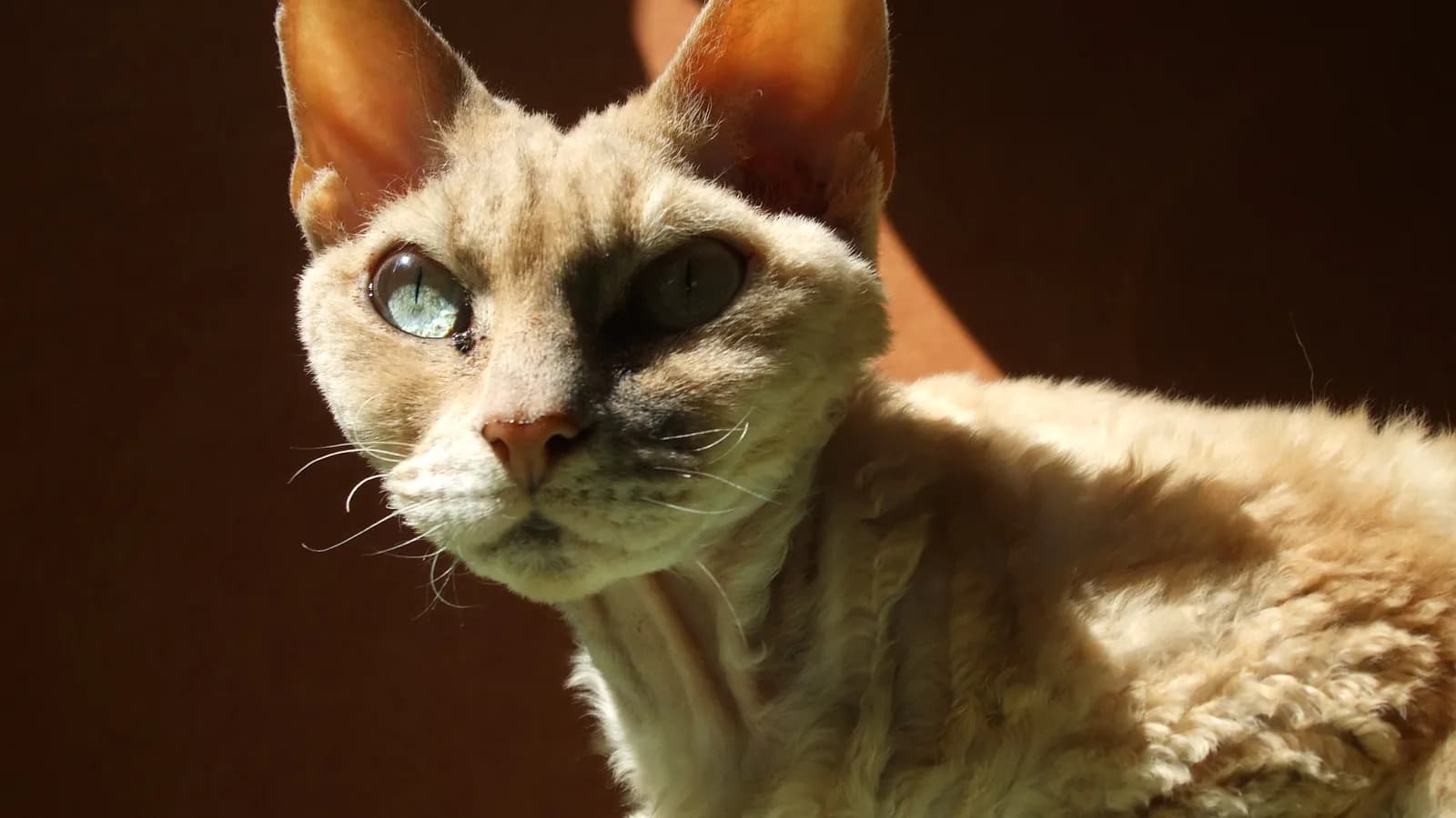 Devon Rex with huge low-set ears and wavy coat