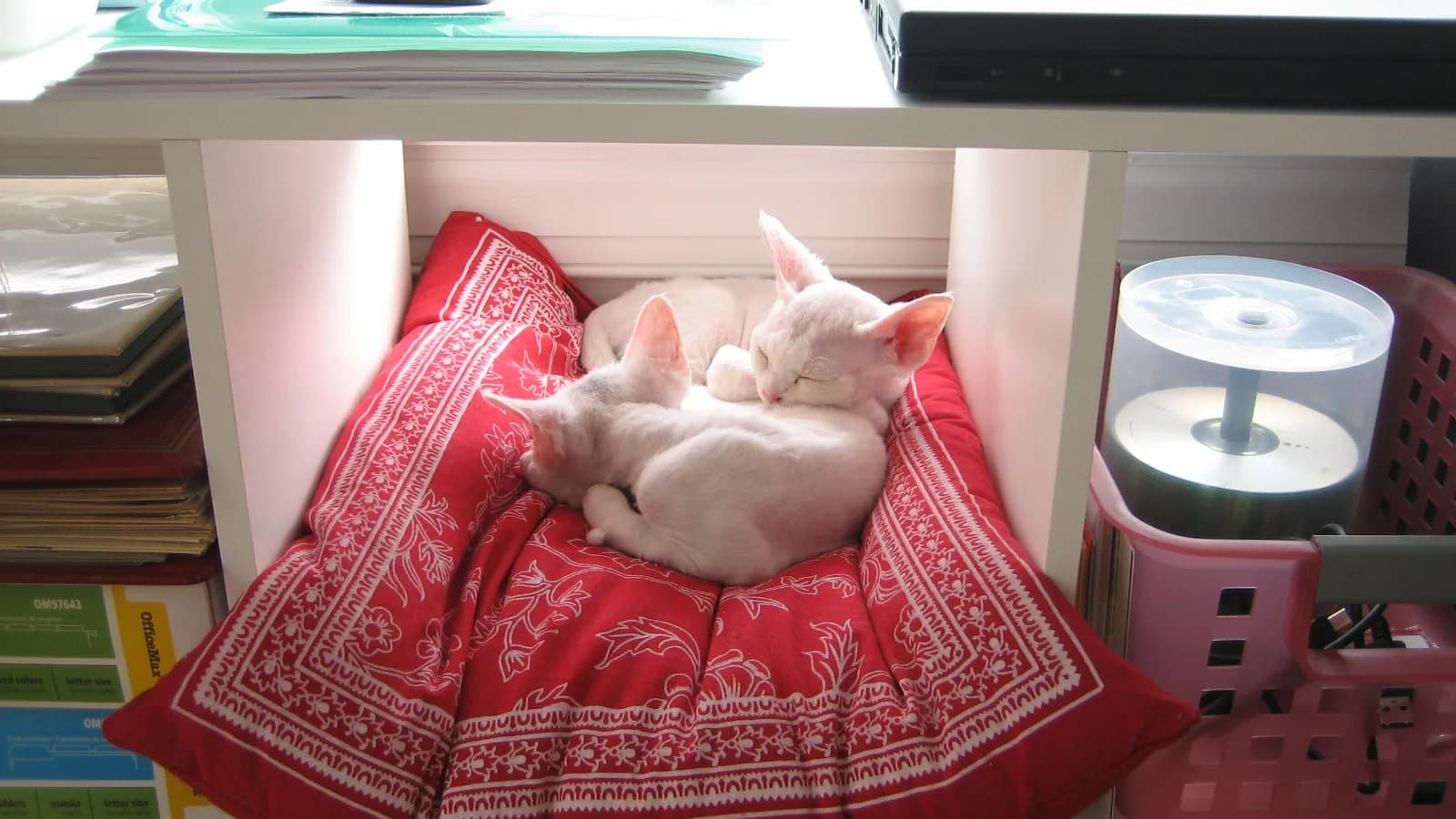 Two Devon Rex snuggled on a red cushion in a shelf nook, the home the allergy question lives in