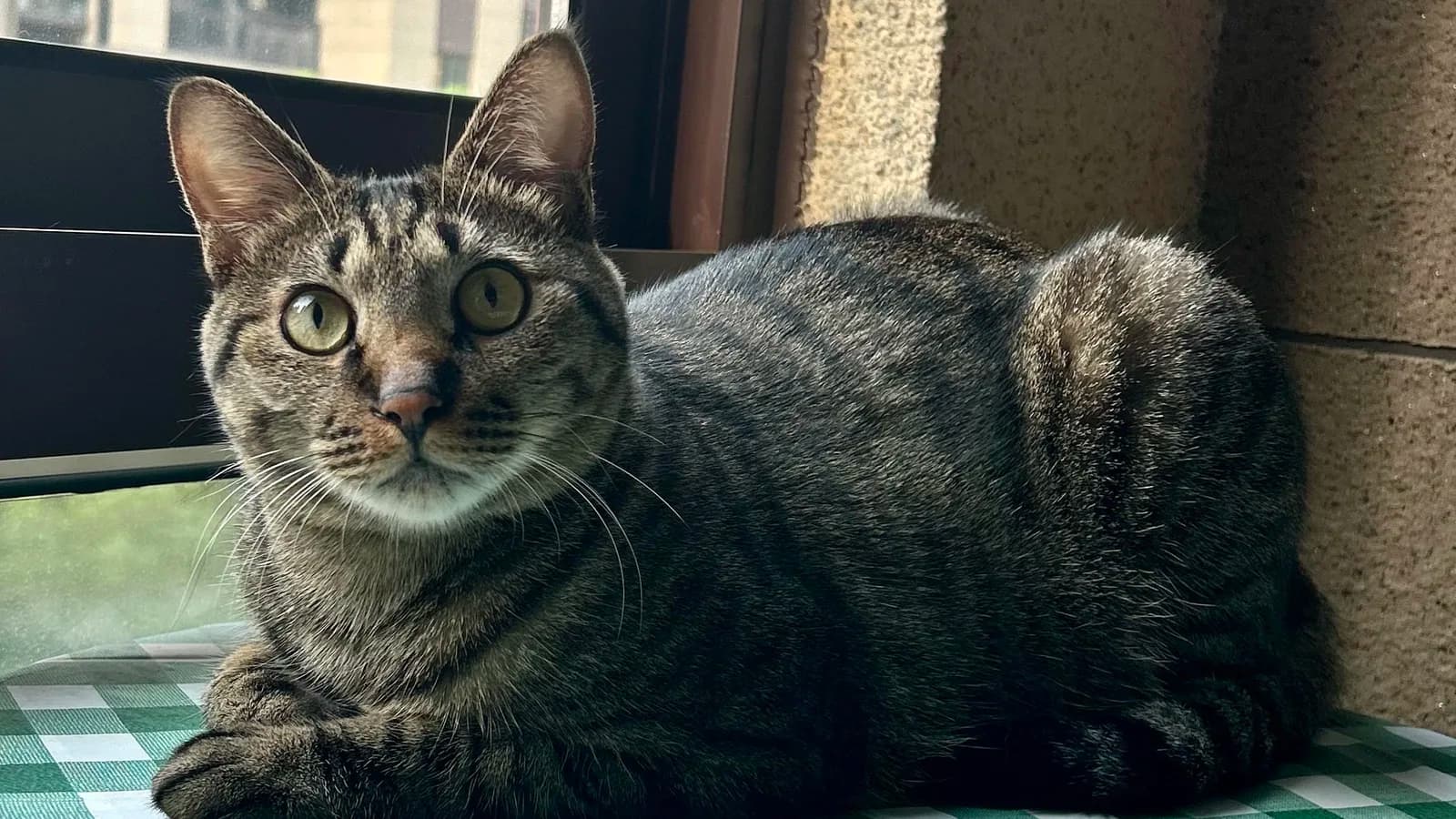 Brown mackerel tabby Dragon Li lying on a checked cloth, standard-compliant with no white on chest or paws