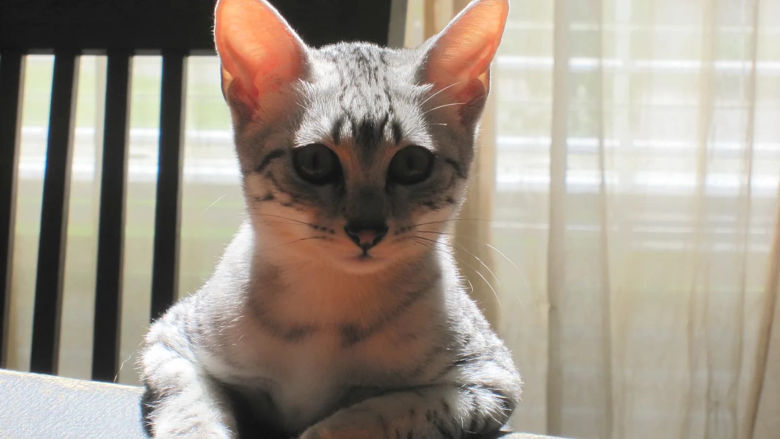 Silver Egyptian Mau at a sunny window, the home setting where the allergy question actually gets decided