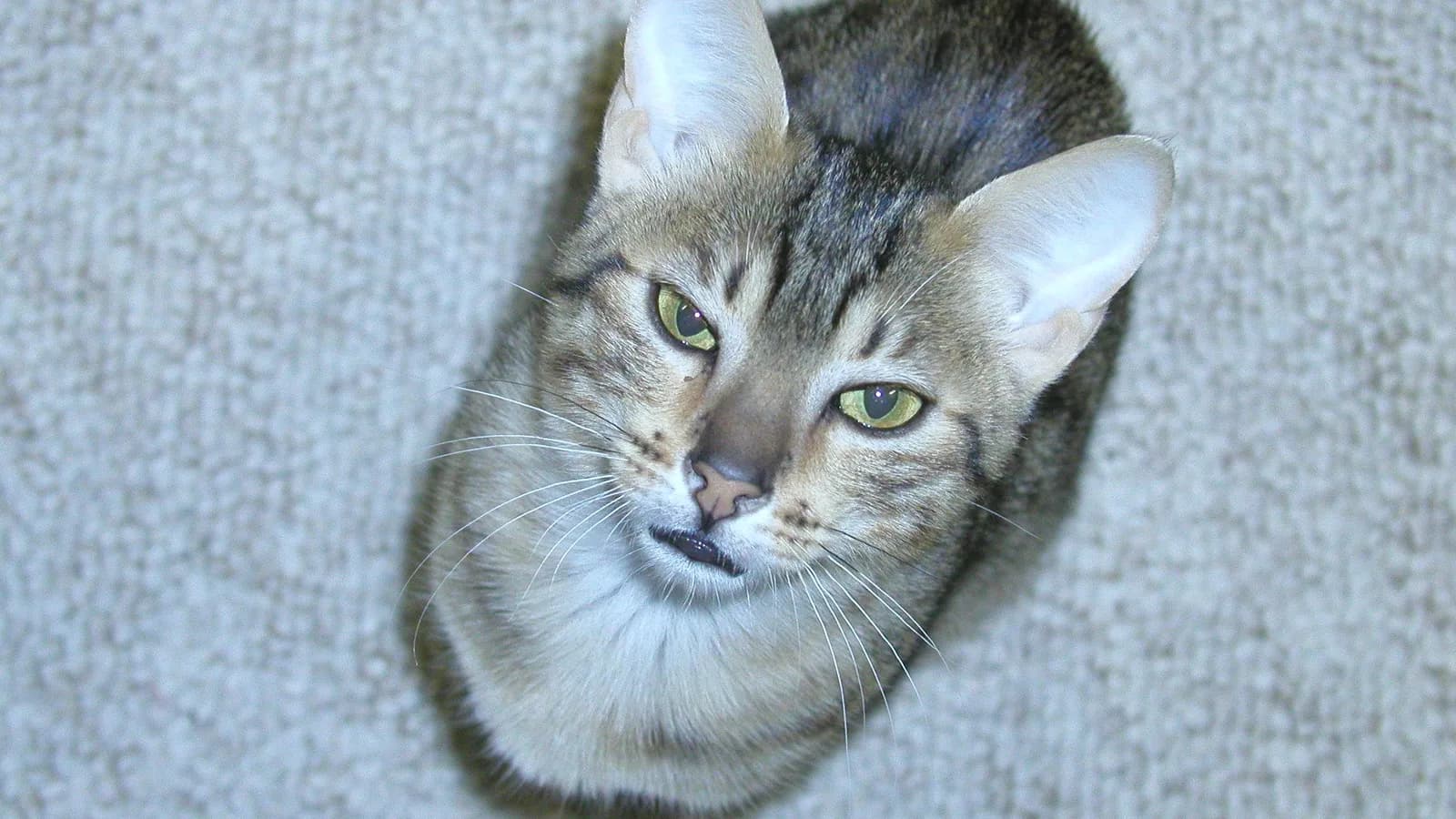 Pedigreed Egyptian Mau in full-face close-up, the gooseberry-green eyes that are one of the three real tells