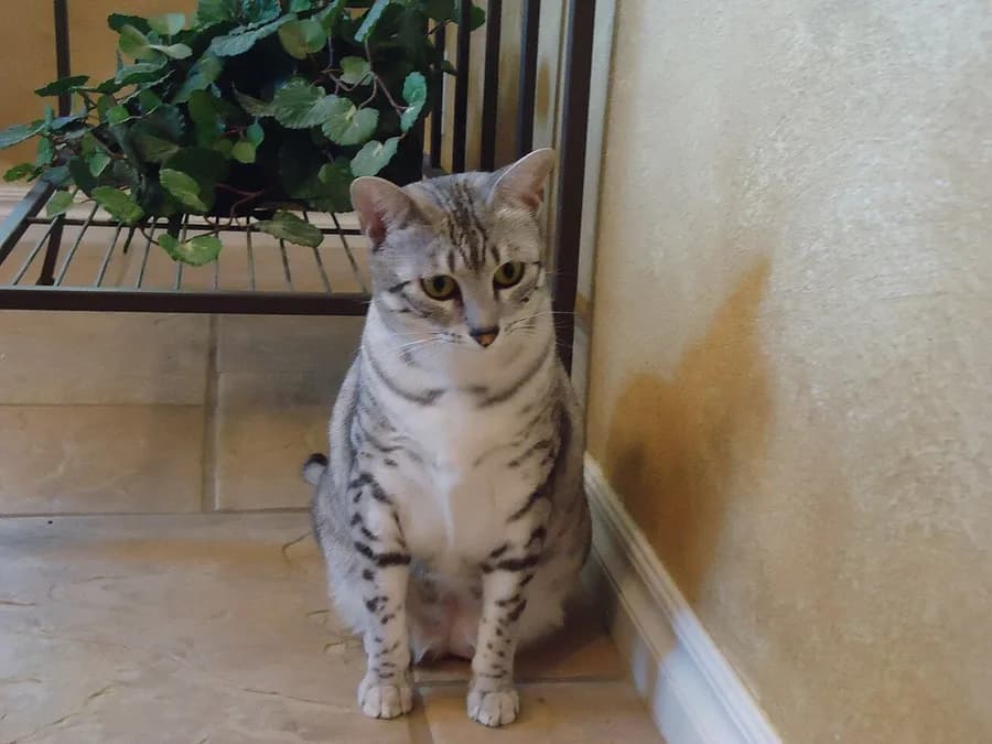Silver Egyptian Mau sitting indoors, spots running down the forelegs and chest