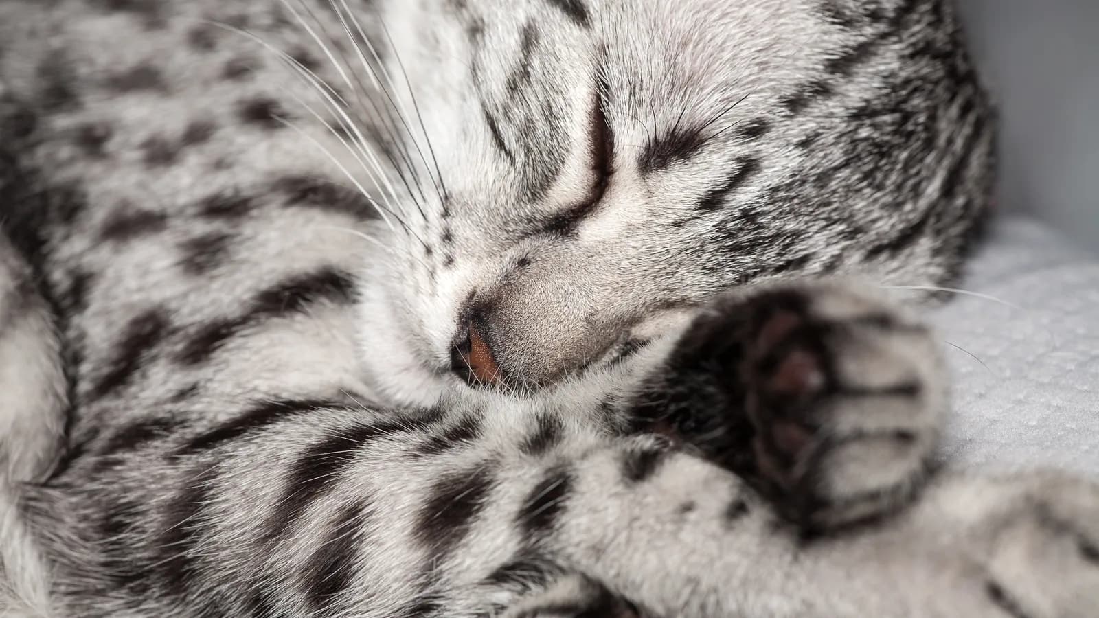 Silver Egyptian Mau asleep, paw over nose, the spot pattern running into the tail rings