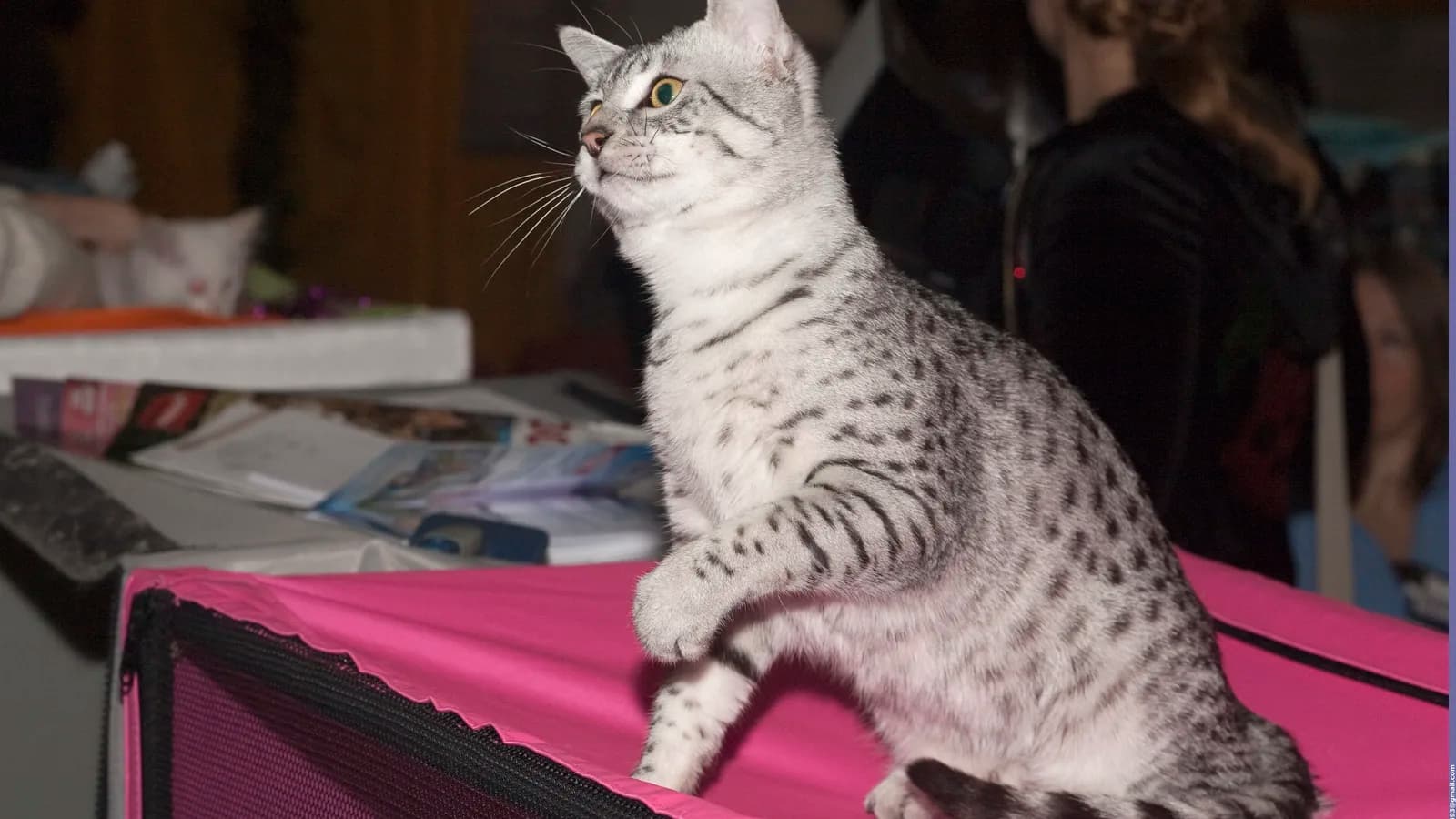 Silver spotted Egyptian Mau show champion, random single spots and gooseberry-green eyes
