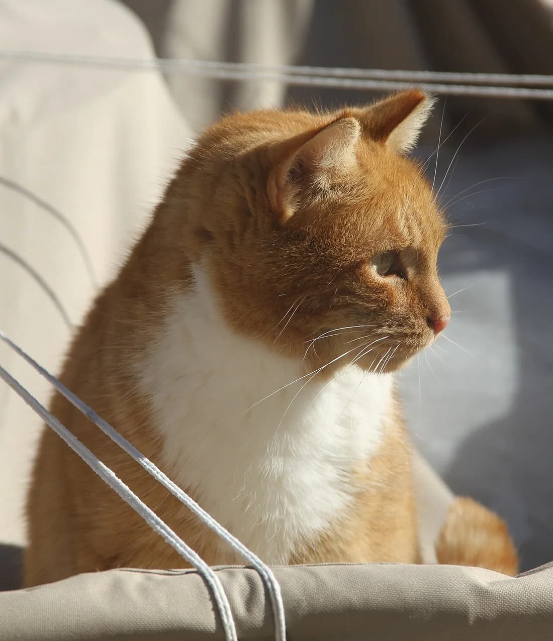 Orange and white European Shorthair cat in profile, backlit by warm sunlight