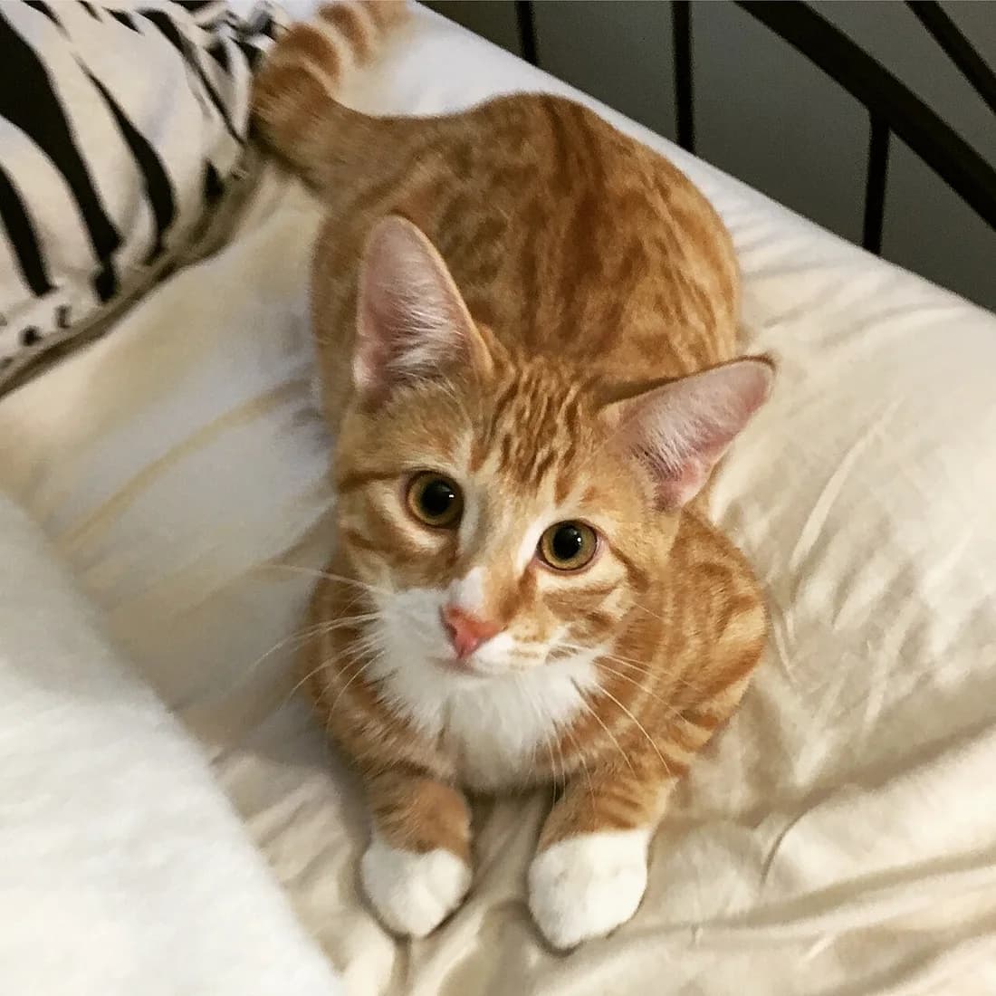 Orange tabby and white European Shorthair kitten sitting up on a bed, looking up