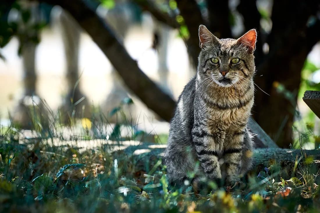 Brown tabby European Shorthair sitting outdoors under a tree, green eyes on the camera
