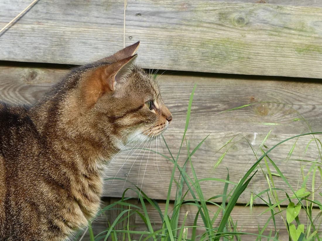 Brown tabby European Shorthair in profile against a wooden fence, ears turned forward