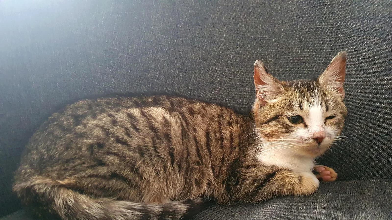 Brown tabby and white European Shorthair kitten lying on a grey sofa