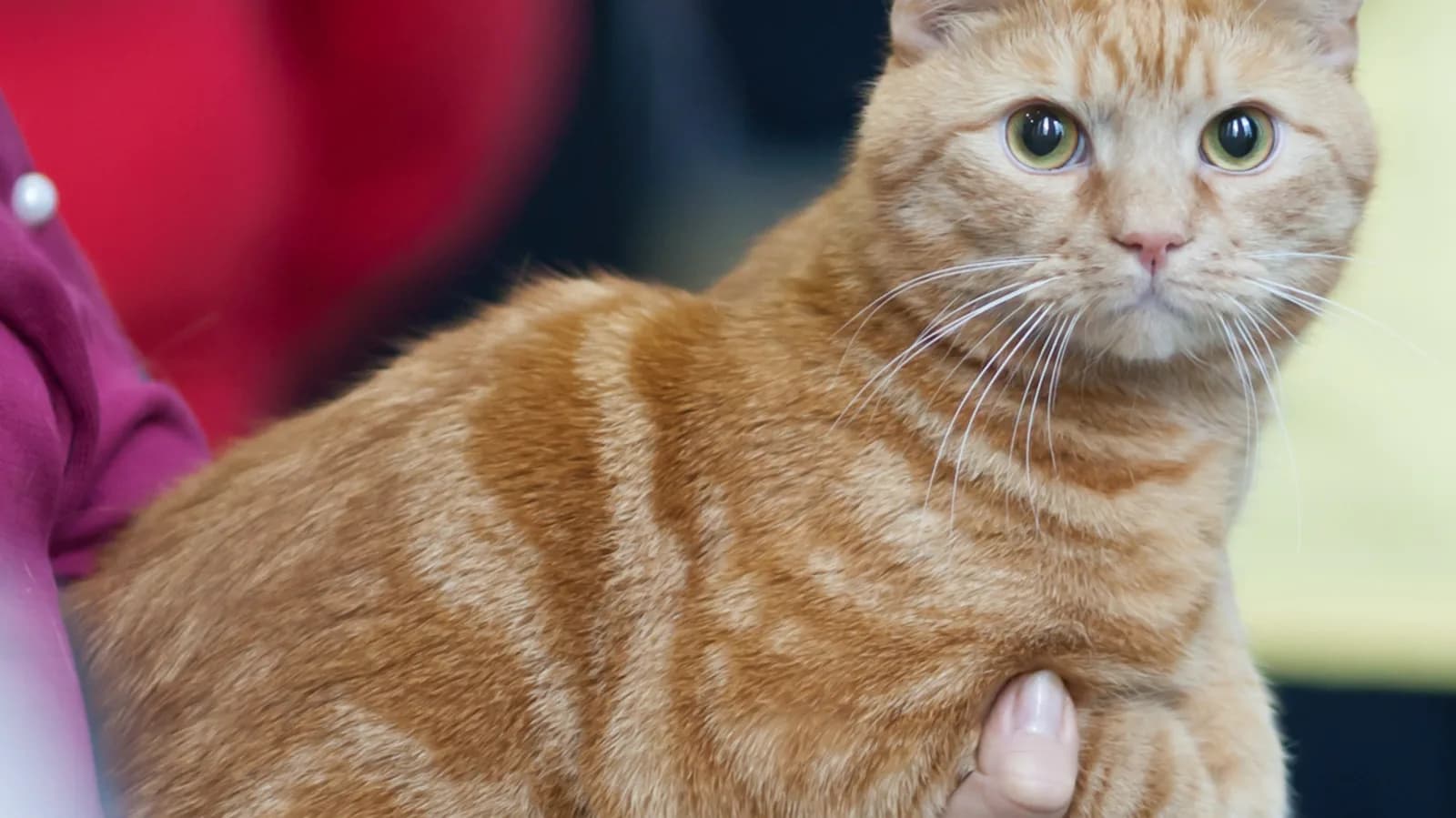 Red tabby European Shorthair at a FIFe show, the registered pedigree cat behind Europe's everyday cat name