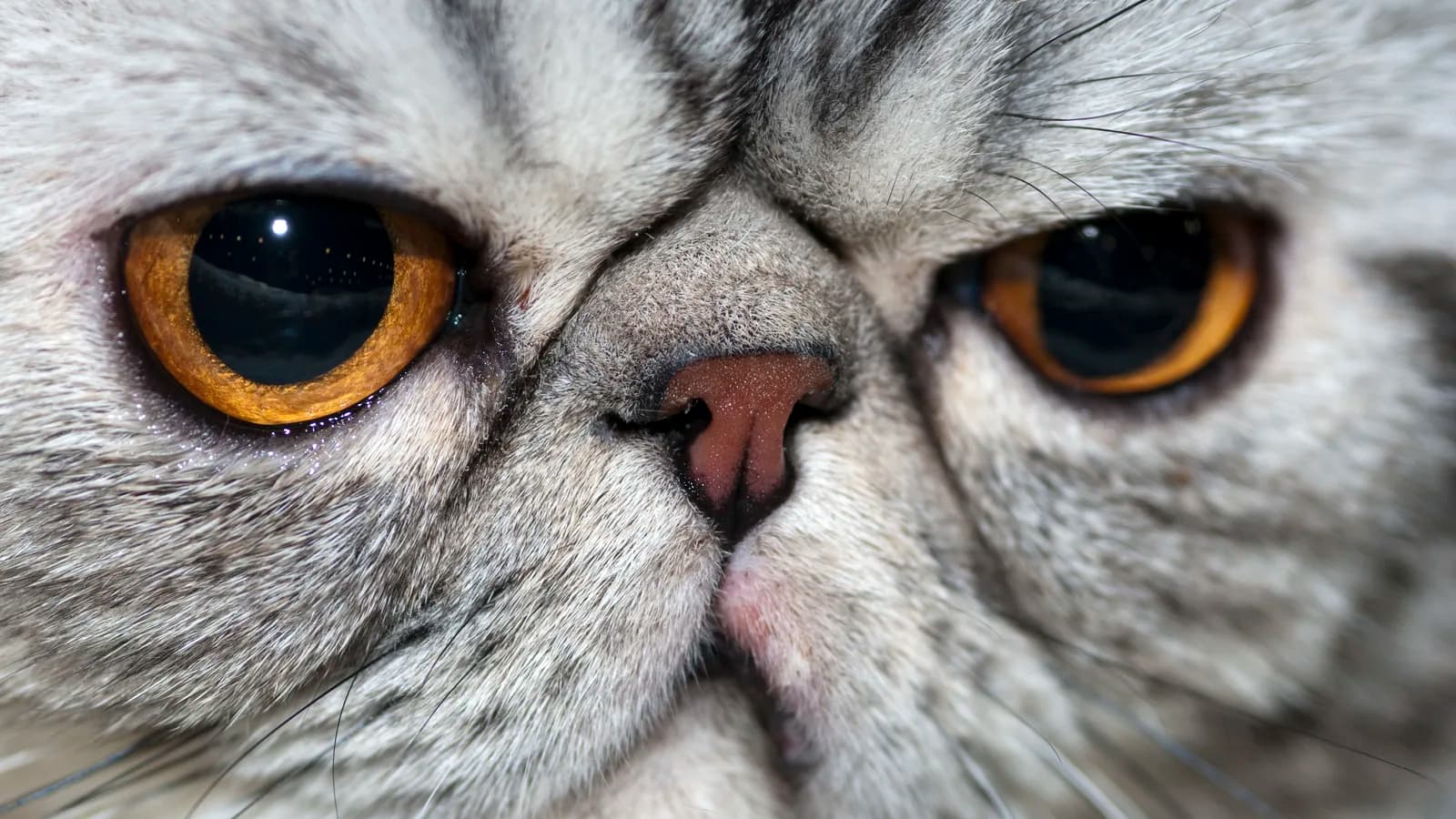 Silver tabby Exotic Shorthair face up close, the plush coat that hides one copy of the Persian longhair gene