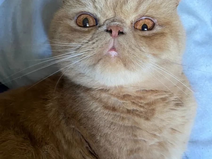 Close up of an orange Exotic Shorthair's flat face and round amber eyes